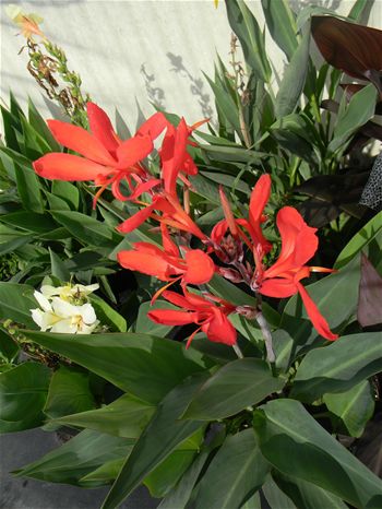 Canna 'Endeavor'